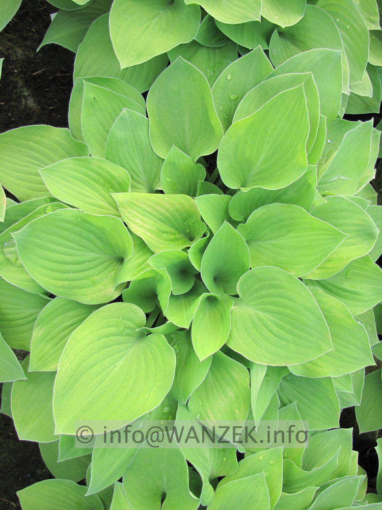 Hosta nakaiana Golden Nakaiana 05.JPG